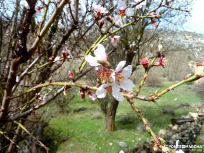 Cañón Caracena; Encina  Valderromán; almendros en flor peña de francia sierra de albarracin